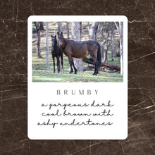 Load image into Gallery viewer, NEW! Brumby 600ml
